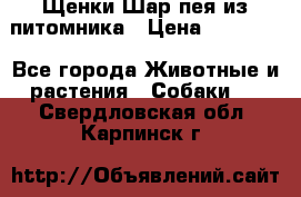 Щенки Шар пея из питомника › Цена ­ 25 000 - Все города Животные и растения » Собаки   . Свердловская обл.,Карпинск г.